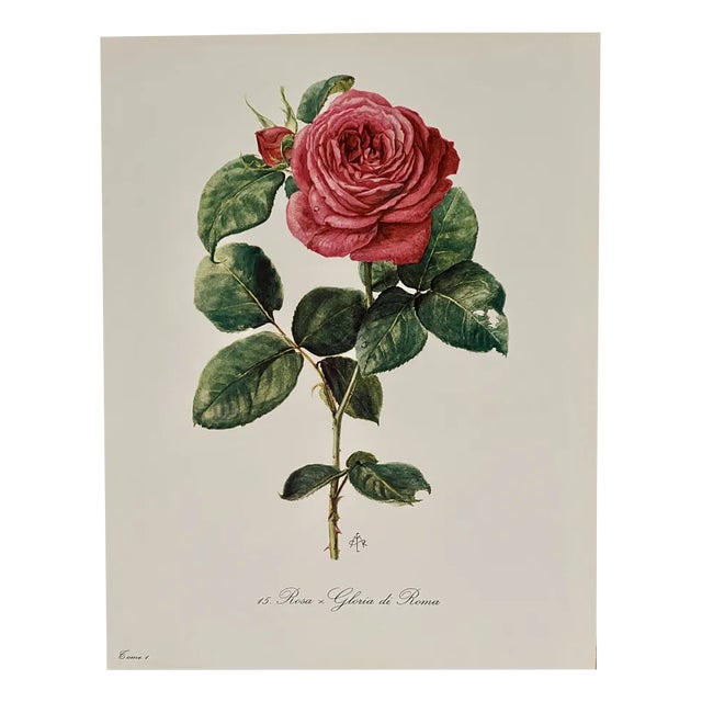 Madeleine Rollinat, Rose (Gloria di Roma), 1960, Watercolor For Sale