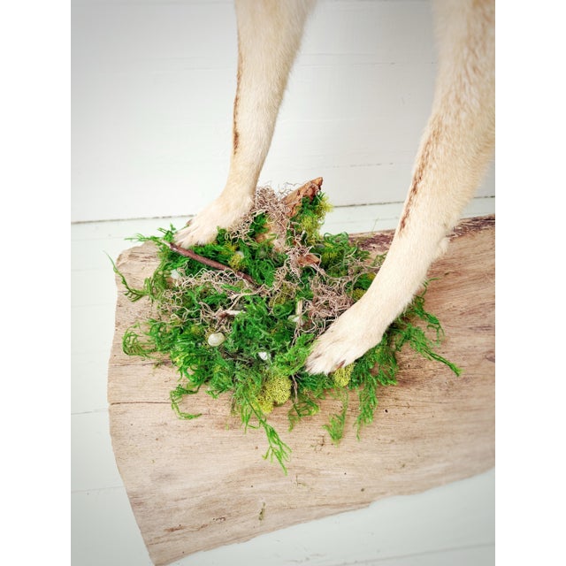 Late 20th Century Vintage Full-Body Howling Coyote Taxidermy on Handcrafted Woodland Display Base For Sale - Image 5 of 12