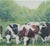 Original oil painting by Sean Wu, Cows in the pasture.