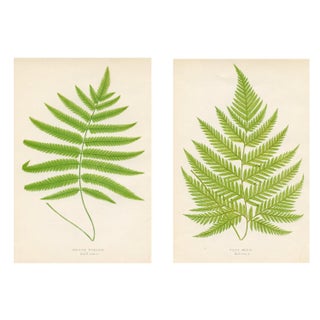 1872 Fern Prints - Pair For Sale