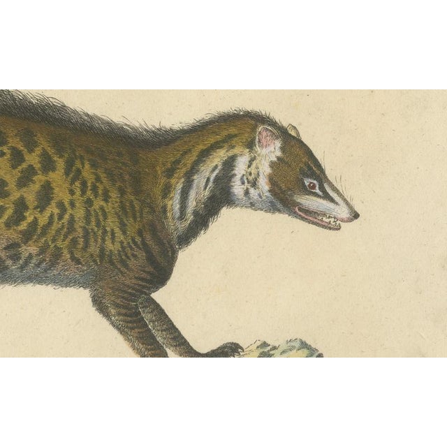 Paper Brodtmann, Egyptian Mongoose, Genet & Civet, 1816, Lithograph For Sale - Image 7 of 9