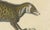 Paper Brodtmann, Egyptian Mongoose, Genet & Civet, 1816, Lithograph For Sale - Image 7 of 9