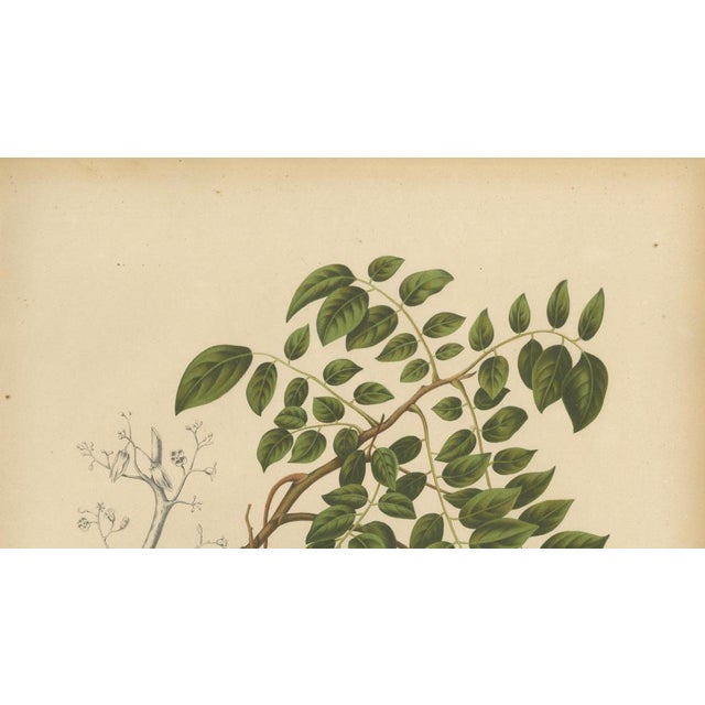 Sheep van Nooten, Star Fruit Botanical, 1880, Chromolithograph For Sale - Image 4 of 10