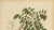 Sheep van Nooten, Star Fruit Botanical, 1880, Chromolithograph For Sale - Image 4 of 10