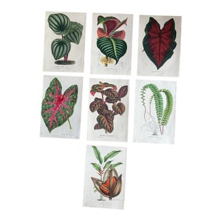 Charming Set of 7 Authentic 19th Century Color Botanical Prints Unframed For Sale