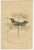 Mid 19th Century Jardine, Hummingbird Bird Prints, Handcolored Fiery-Tailed Hummingbirds, 1837, Paper For Sale - Image 5 of 12