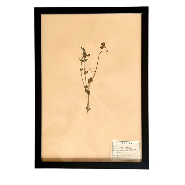 1965 French Herbarium Botanical Specimens – Set of 9 Custom Framed Pressed Botanicals For Sale - Image 4 of 18