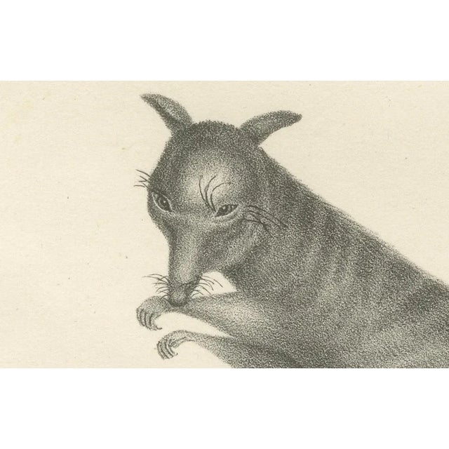 C.C. G. Zool., Rust-Colored Phalanger and Striped Kangaroo, 1836, Lithograph For Sale - Image 3 of 10