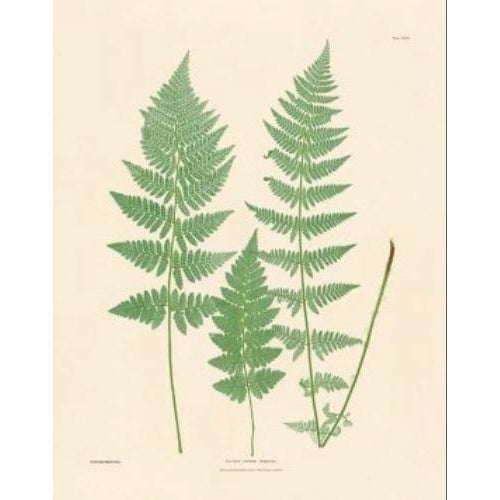 Botanical Ferns by Henry Bradbury- Plates 19-24 - Set of 6 For Sale In Atlanta - Image 6 of 7
