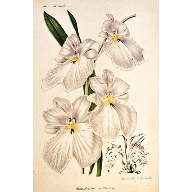 RARE BEAUTIES-This is a set of 2 c1860 French chromolithograph botanicals from Revue Horticulture. This publication...