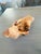 Stunning Natural Aspen Wood Bowl For Sale - Image 12 of 12