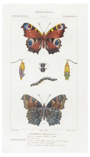 Pierre Jean François Turpin, Lepidoptera, Zoology, Plate 171, Etching, 1831