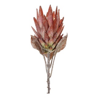 Orange Protea Flower Stem (Set of 2) For Sale