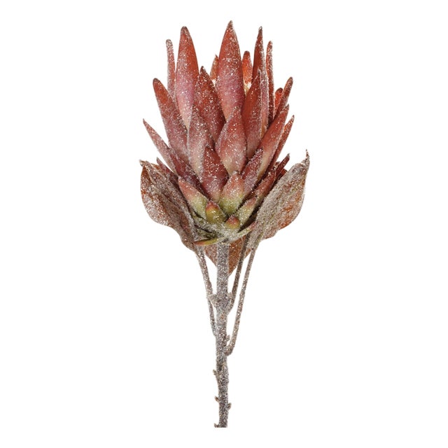 Orange Protea Flower Stem (Set of 2) For Sale