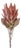 Orange Protea Flower Stem (Set of 2) For Sale