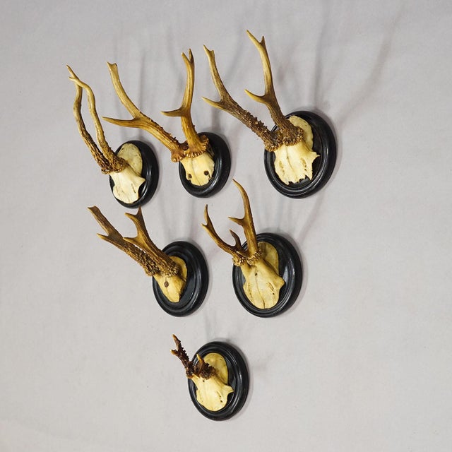 Rustic European Antique Collection of Six Roe Deer Trophies on Turned Plaques, Germany Ca. 1900s For Sale - Image 3 of 9