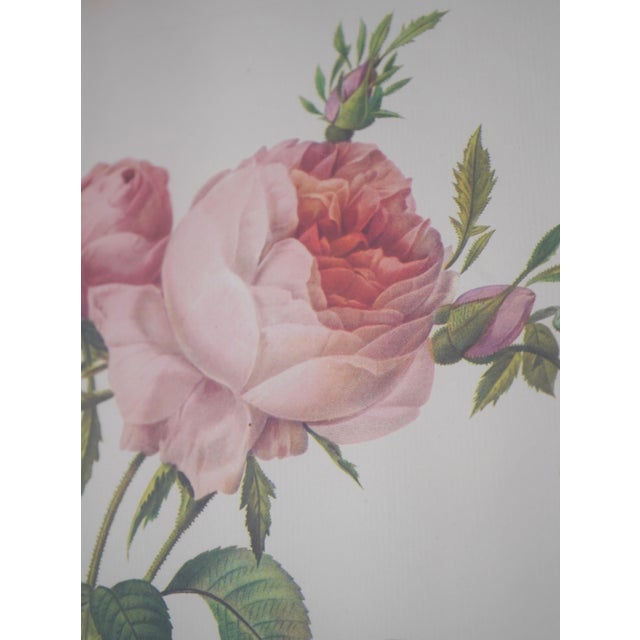 1900s Set of 6 Rose Engraving Prints Artwork For Sale - Image 12 of 18