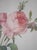 1900s Set of 6 Rose Engraving Prints Artwork For Sale - Image 12 of 18