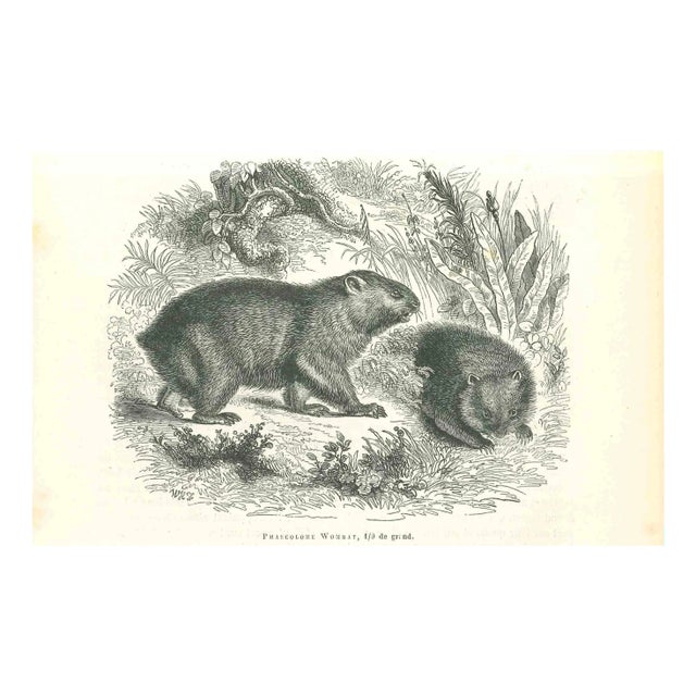 Paul Gervais, Phascolome Wombat, Lithograph, 1854 For Sale