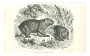 Paul Gervais, Phascolome Wombat, Lithograph, 1854