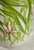 White Italian Cachepot by Maison Chaumette Paris For Sale - Image 8 of 11