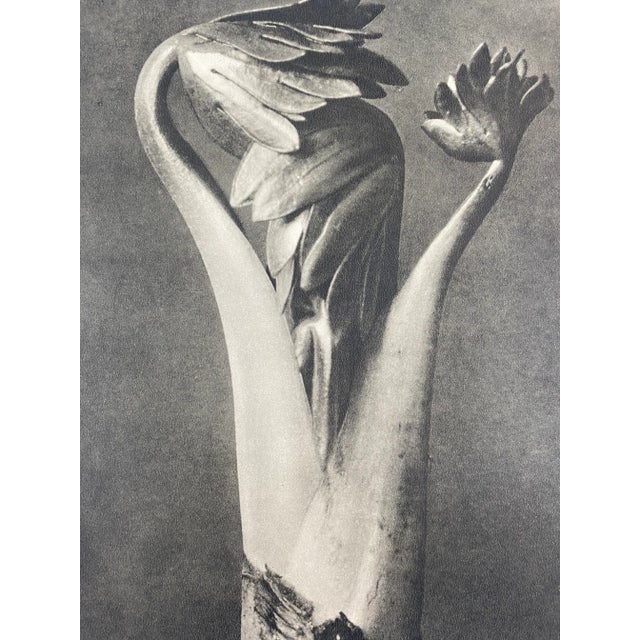 Framed Vintage Botanical Blossfeldt Print - No. 1 For Sale - Image 4 of 5