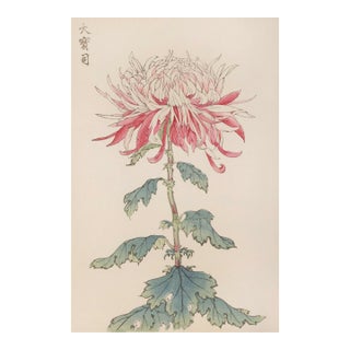 Japanese Chrysanthemum by Hasegawa, Vintage Botanical Art Print, 16" X 24" For Sale