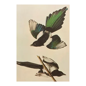1966 Vintage Farmhouse Cottage Print "American Magpie" After John James Audubon