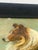1910s Art Nouveau Pastel Portrait of a Collie For Sale In New York - Image 6 of 8