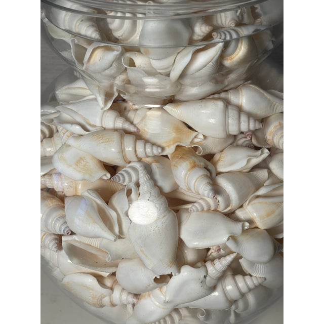 Vintage Large Glass Jars With Sea Shells For Sale - Image 9 of 12