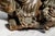 Wood Hand Carved Large Antique Chinese Guanyin Wood Sculpture on Dragon Buddhist Asian Home Decor For Sale - Image 7 of 17