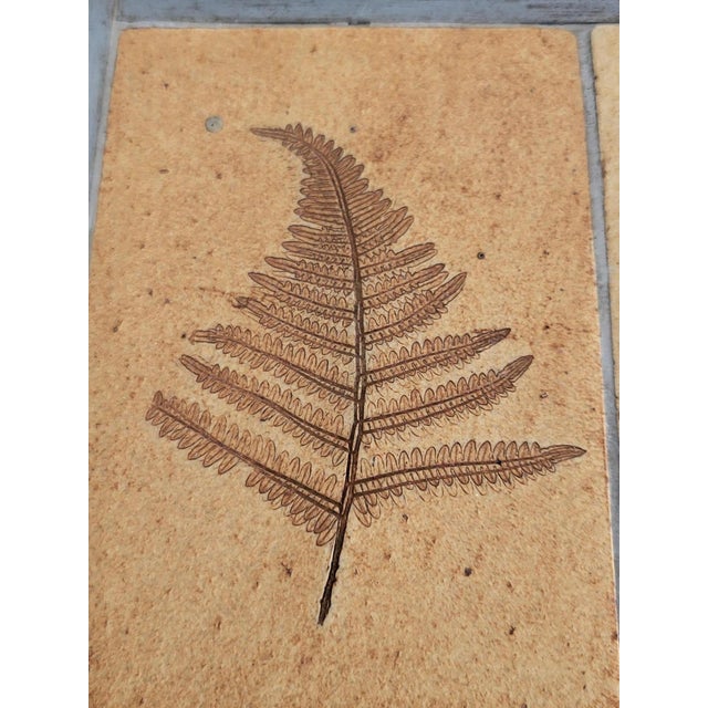 Roger Capron French Riviera Herbarium Coffee Table by Roger Capron, 1970 For Sale - Image 4 of 18
