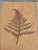 Roger Capron French Riviera Herbarium Coffee Table by Roger Capron, 1970 For Sale - Image 4 of 18