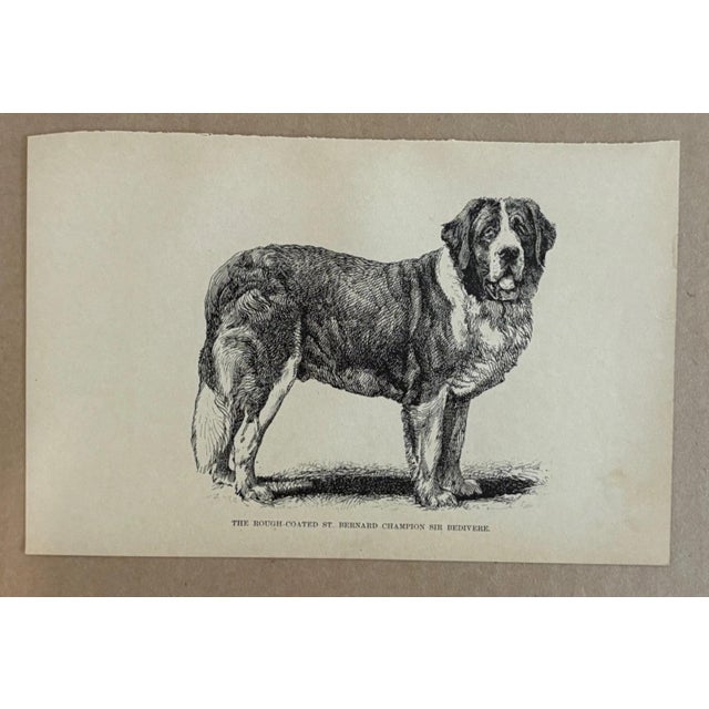 Up for sale is this charming antique dog print from a veterinary guide published in the 1890s and illustrating breed...