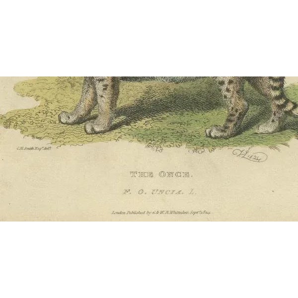 Snow Leopard, 1824, Paper For Sale - Image 4 of 7