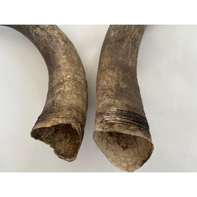 1960s Primitive Longhorn Bull Horns Southwest D√©cor - Set of 2 For Sale - Image 9 of 9