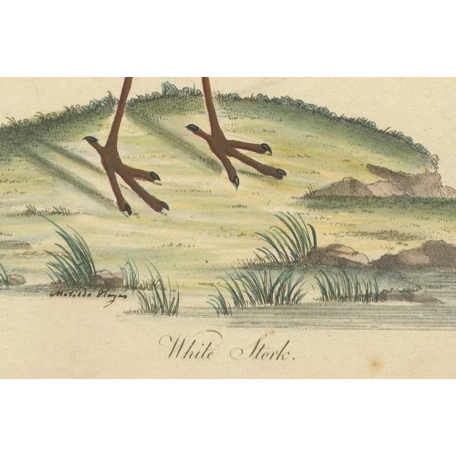 William Hayes and Matilda Hayes, The Elegance of the White Stork, 1794, Paper For Sale - Image 4 of 6