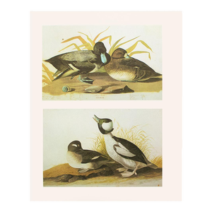 1966 Vintage Cottage Print, "Scaup Duck and Bonaparte's Gull" After John James Audubon