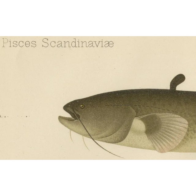 Wels Catfish and Crucian Carp - Iconic Scandinavian Freshwater Fish Lithograph This stunning 19th-century lithograph from...