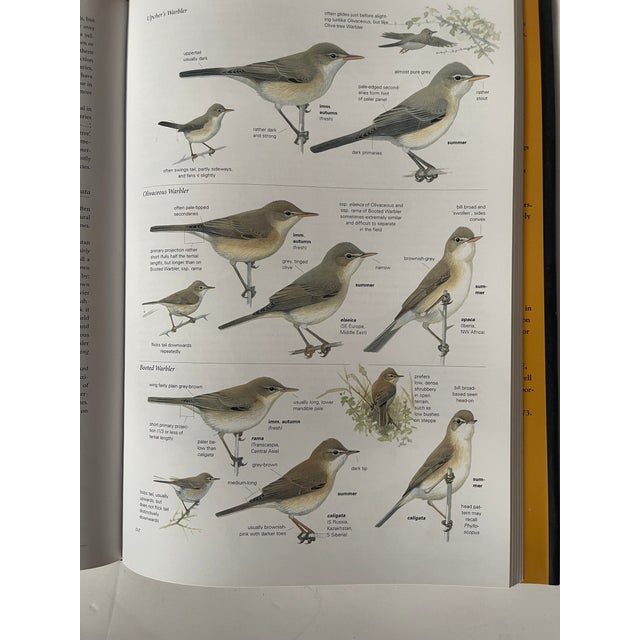 Paper 1980s Birds of Europe Coffee Book For Sale - Image 7 of 7