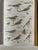 Paper 1980s Birds of Europe Coffee Book For Sale - Image 7 of 7