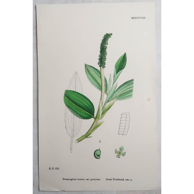 After Hooker, Botanical Illustrations, Prints, 1850, Set of 16 For Sale - Image 13 of 18