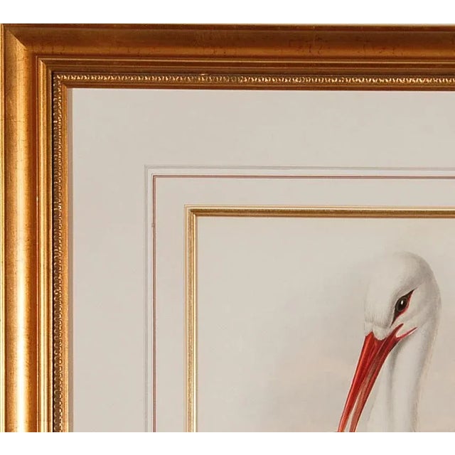 Stork Family: A Framed Original 19th C. Hand-Colored Lithograph by Gould, 1862-1873 For Sale In San Francisco - Image 6 of 6