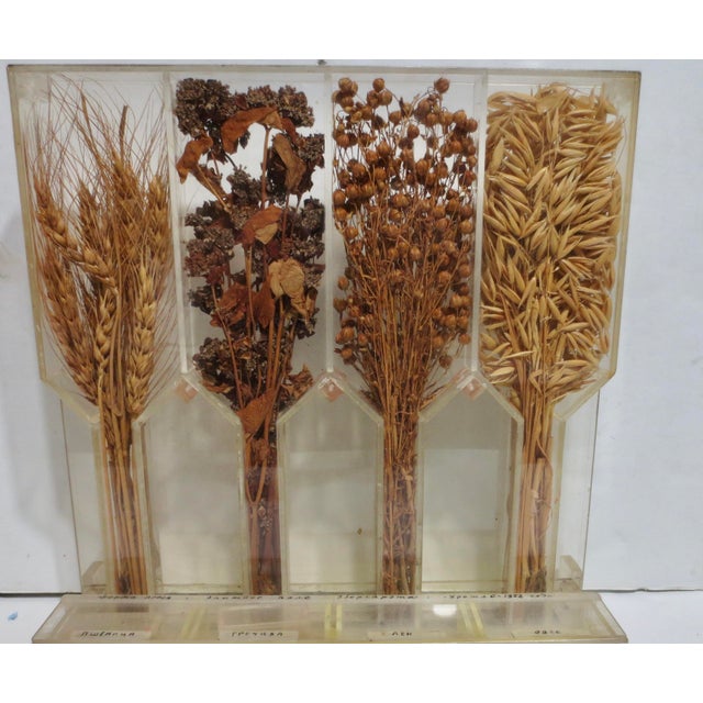 1950s Russian Soviet Era Agricultural Display Dated 1952 For Sale - Image 5 of 8