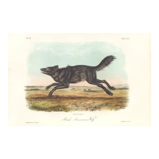 1851 Audubon Quadruped Octavo Lithograph "Plate 67 Black American Wolf" For Sale
