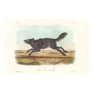 1851 Audubon Quadruped Octavo Lithograph "Plate 67 Black American Wolf"