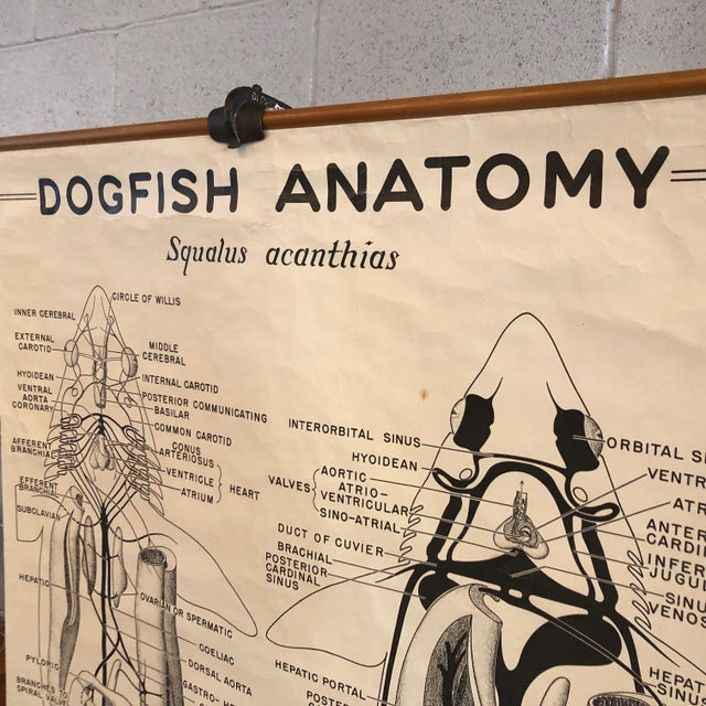 Mid 20th Century Educational Zoological Dogfish Anatomy Chart by New York Scientific Co. For Sale - Image 4 of 12