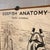 Mid 20th Century Educational Zoological Dogfish Anatomy Chart by New York Scientific Co. For Sale - Image 4 of 12