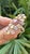 Set in 18k Rose Gold, Pink Sapphires, Tourmaline & Diamond Cluster Cocktail Ring, Size 6 For Sale - Image 11 of 11
