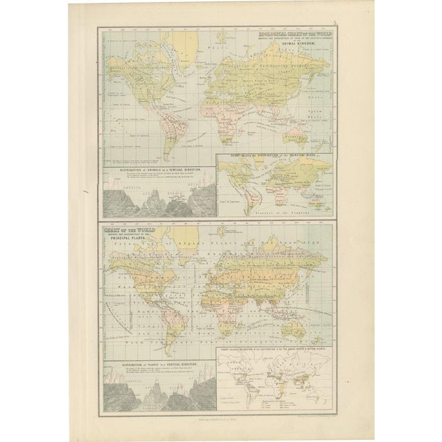 Antique Zoological and Botanical Chart of the World Decorative Map, 1884 For Sale